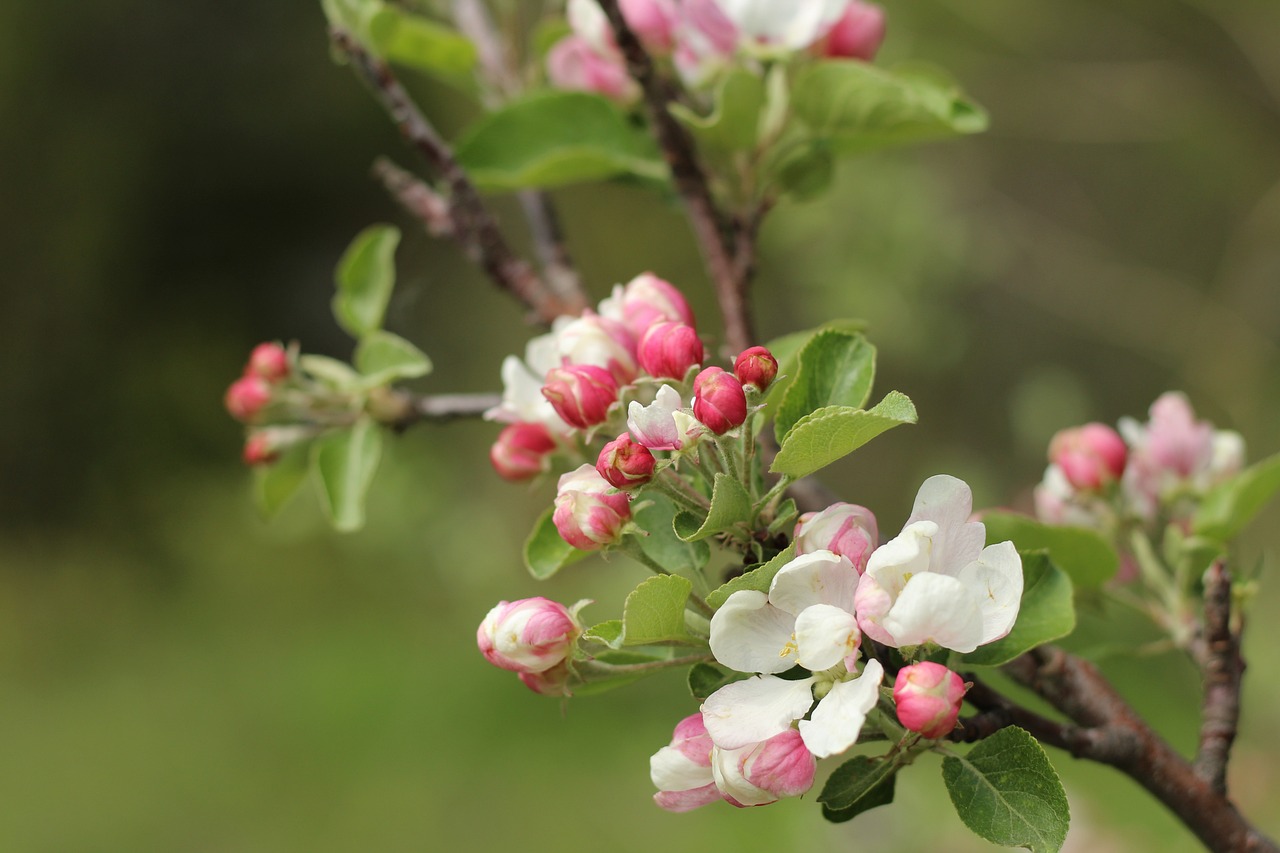 Une branche de fleurs de pommiers sauvages aux couleurs blanches et roses pour entrer dans le menu "Florathérapie fleurs de Bach".